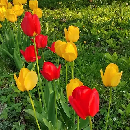 住宿加早餐酒店 Entre Meuse Et Foret Revin (Ardennes)